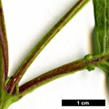 SpeciesSub: var. calvescens
